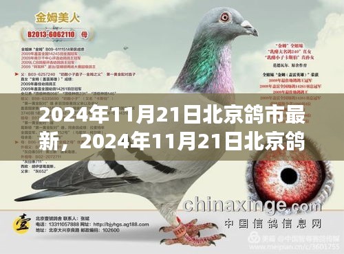 北京鸽市新篇章，变革中的学习之路铸就自信与成就之光（2024年11月21日最新资讯）