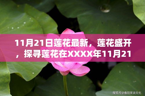 11月21日莲花最新，莲花盛开，探寻莲花在XXXX年11月21日的崭新篇章