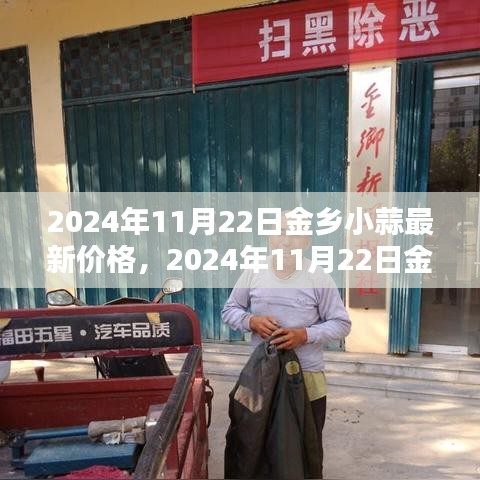 2024年11月22日金乡小蒜最新价格全面指南，查询与理解