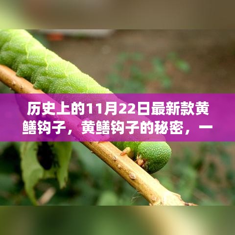 温馨日常故事，揭秘黄鳝钩子的秘密与最新款钩子诞生记