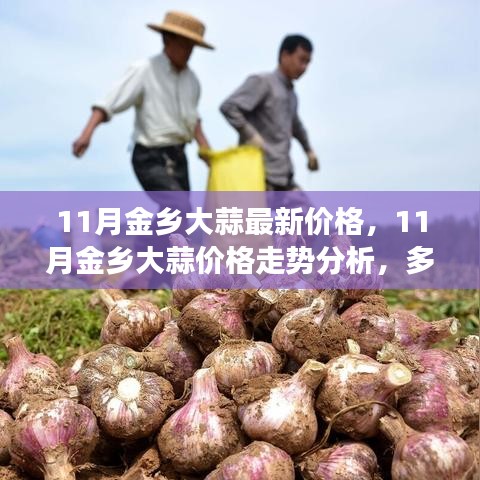 11月金乡大蒜价格走势分析，多方观点碰撞与个人立场