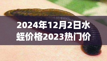 2024年12月2日水蛭价格2023热门价格表,水蛭价格变迁背后的励志故事，学习、变化与自信的跃升之旅