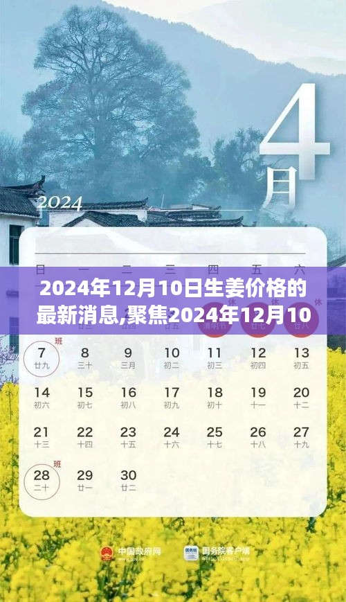 2024年12月10日生姜价格最新动态及市场洞察