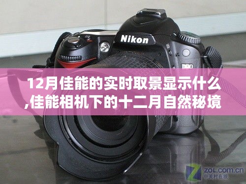 佳能相机下的十二月自然秘境，实时取景揭示宁静与幽默的十二月佳能视界