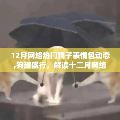 狗趣盛行，解读十二月网络热门狗子表情包背后的文化现象