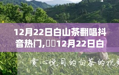 12月22日白山茶抖音翻唱热潮，抖出自然美，心灵之旅启程