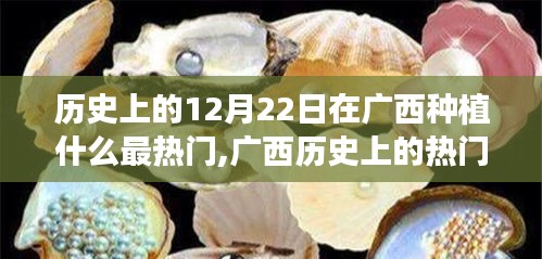 广西历史上的种植焦点，深度解析广西种植作物趋势与12月22日的热门种植焦点