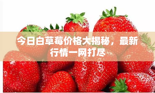 今日白草莓价格大揭秘，最新行情一网打尽