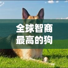 全球智商最高的狗狗排行榜TOP10！