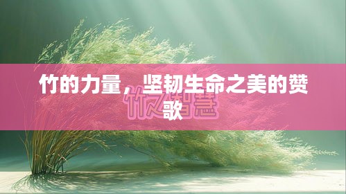 竹的力量，坚韧生命之美的赞歌