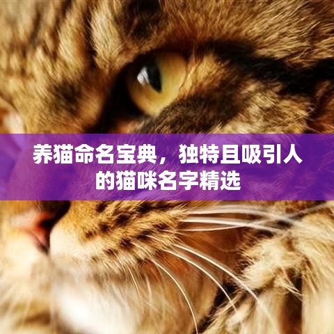 养猫命名宝典，独特且吸引人的猫咪名字精选