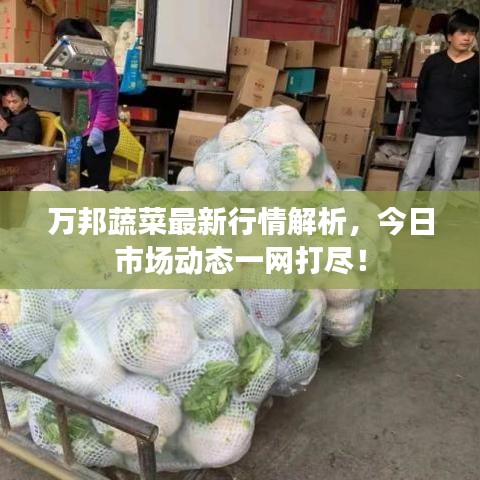 万邦蔬菜最新行情解析，今日市场动态一网打尽！
